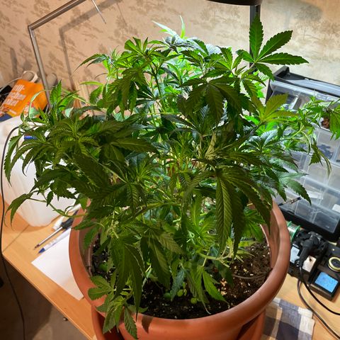 Sour Diesel growlog photo: Nach Laubschnitt 