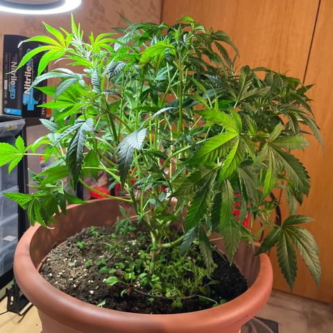 Sour Diesel growlog photo: Nach Laubschnitt 