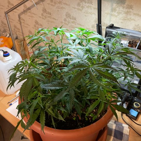Rucu Cucu  growlog photo: Vor Laubschnitt 