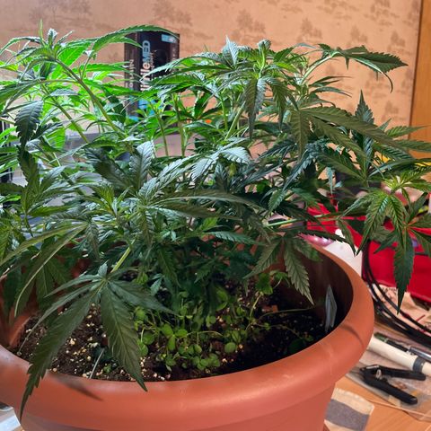 Rucu Cucu  growlog photo: Vor Laubschnitt 