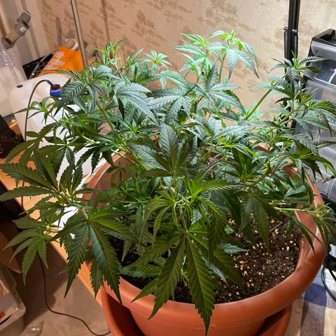 Rucu Cucu  growlog photo: Nach Laubschnitt 