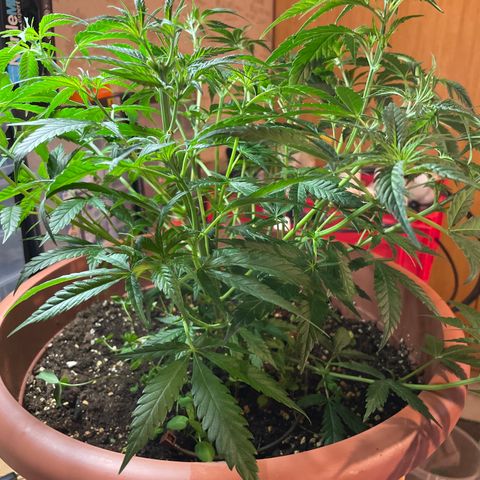 Rucu Cucu  growlog photo: Nach Laubschnitt 