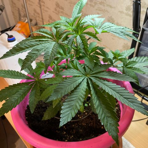Pink Rozay growlog photo: Vor Laubschnitt 