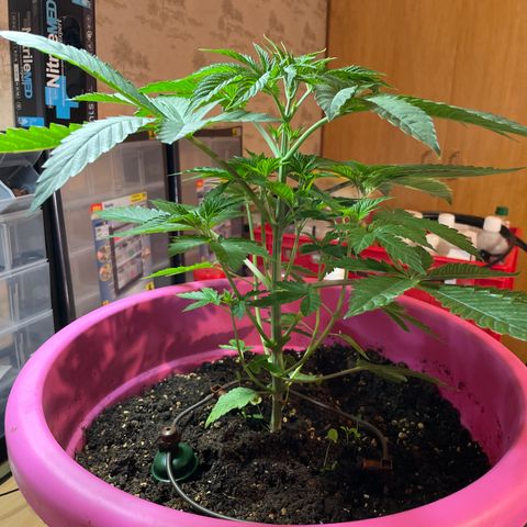 Pink Rozay growlog photo: Vor Laubschnitt 