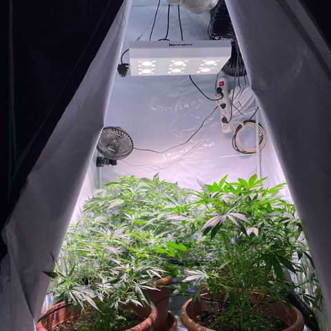 Mochalope growlog timeline photo