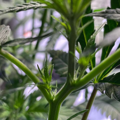 Rucu Cucu  growlog timeline photo