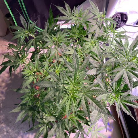 Rucu Cucu  growlog timeline photo