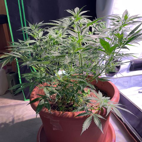 Rucu Cucu  growlog timeline photo
