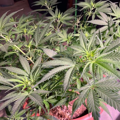 Rucu Cucu  growlog timeline photo