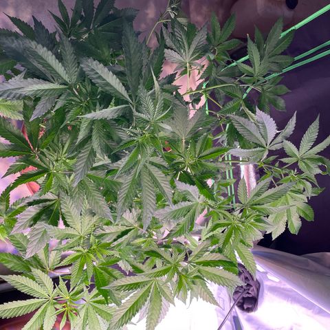 Mochalope growlog timeline photo
