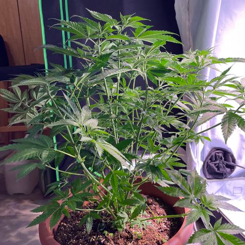 Mochalope growlog timeline photo