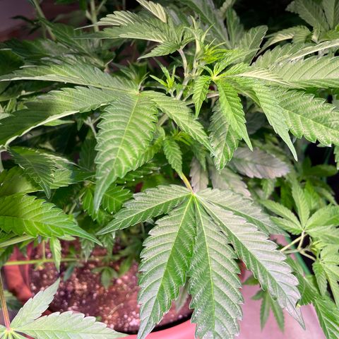 Mochalope growlog timeline photo