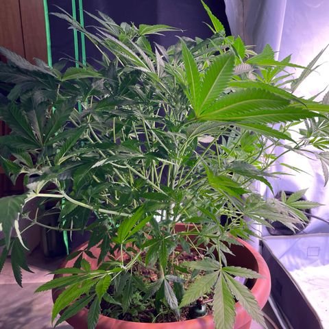 Sour Diesel growlog timeline photo