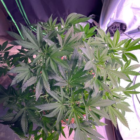 Sour Diesel growlog timeline photo