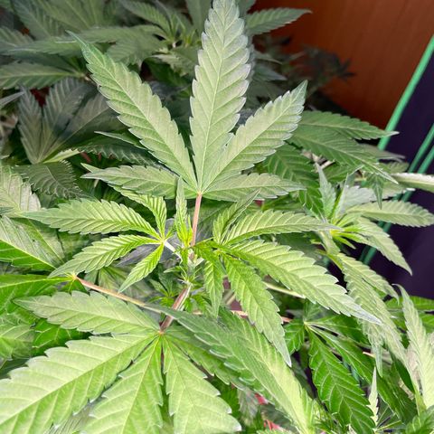 Sour Diesel growlog timeline photo