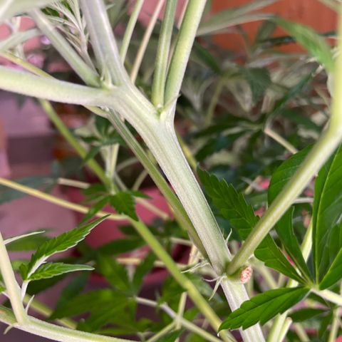 Sour Diesel growlog timeline photo