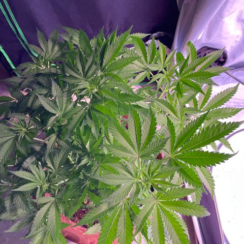 Purple Lemonade FF growlog timeline photo