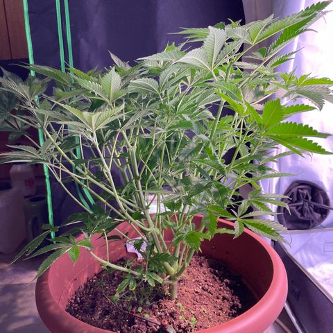 Purple Lemonade FF growlog timeline photo
