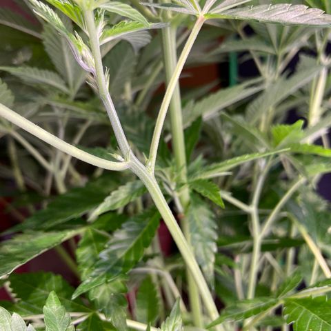 Purple Lemonade FF growlog timeline photo