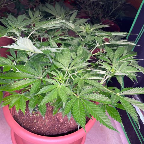 Purple Lemonade FF growlog timeline photo