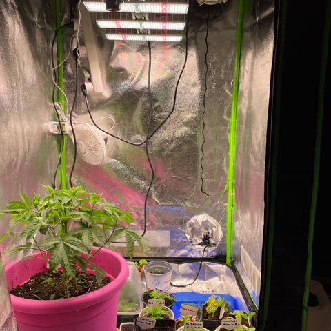 Pink Rozay growlog timeline photo