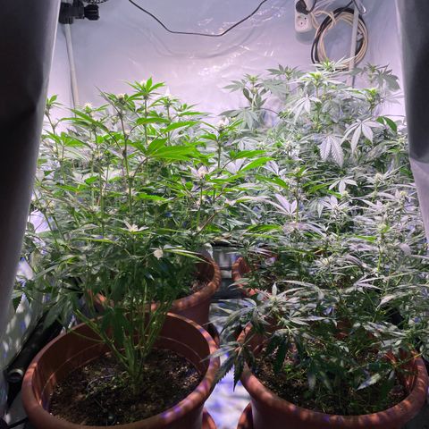 Mochalope growlog timeline photo