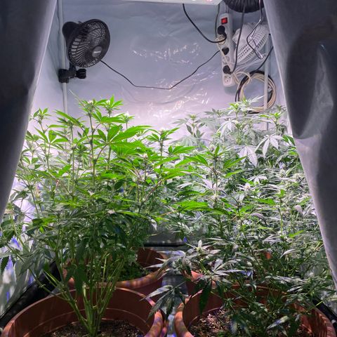 Mochalope growlog timeline photo
