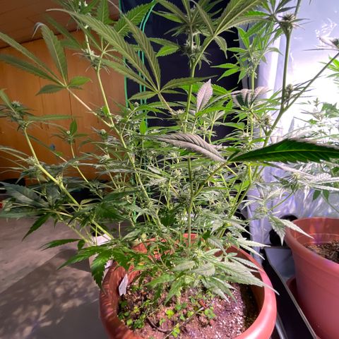 Rucu Cucu  growlog timeline photo
