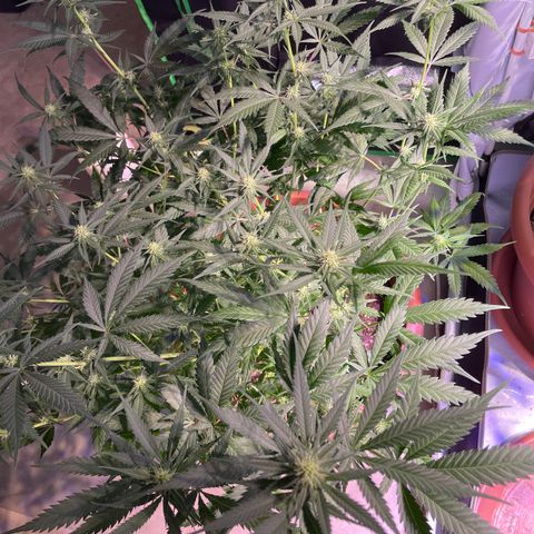 Rucu Cucu  growlog timeline photo