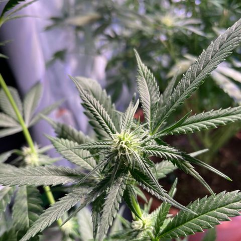 Rucu Cucu  growlog timeline photo