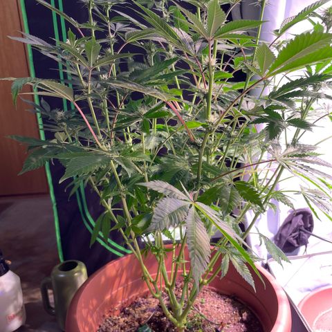 Purple Lemonade FF growlog timeline photo