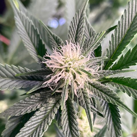 Purple Lemonade FF growlog timeline photo