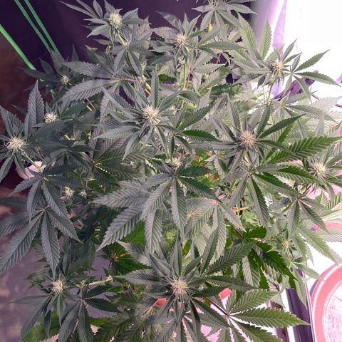 Purple Lemonade FF growlog timeline photo