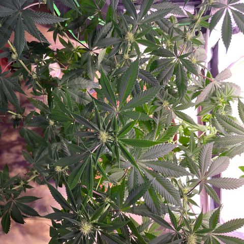 Mochalope growlog timeline photo