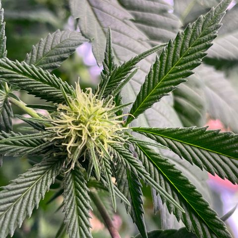 Mochalope growlog timeline photo
