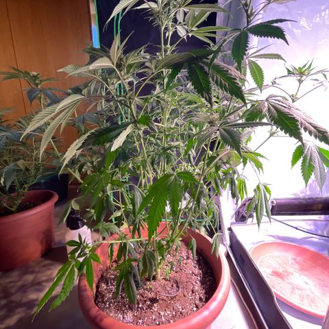 Mochalope growlog timeline photo