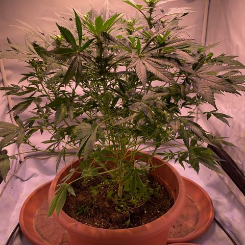 Sour Diesel growlog timeline photo