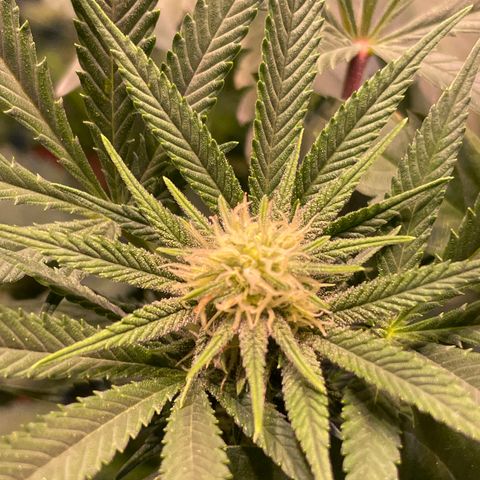 Sour Diesel growlog timeline photo