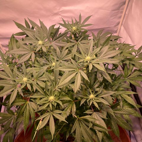 Sour Diesel growlog timeline photo
