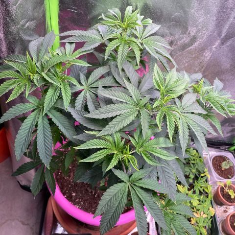 Pink Rozay growlog timeline photo
