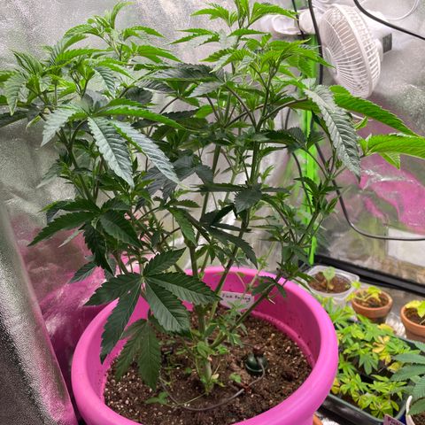 Pink Rozay growlog timeline photo