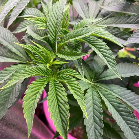 Pink Rozay growlog timeline photo