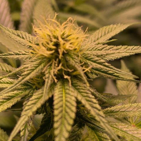 Mochalope growlog timeline photo