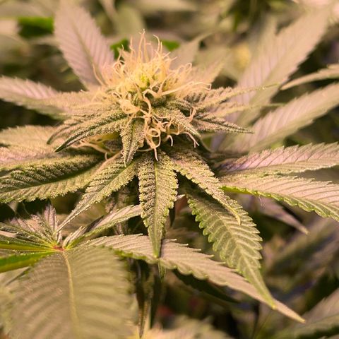 Purple Lemonade FF growlog timeline photo