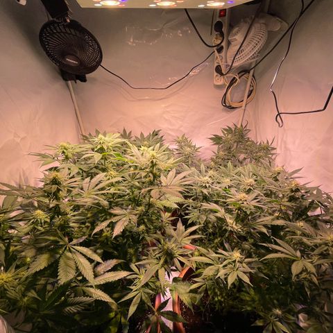 Mochalope growlog timeline photo