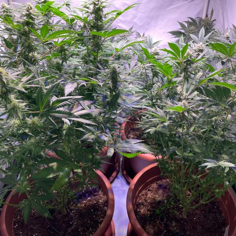 Mochalope growlog timeline photo