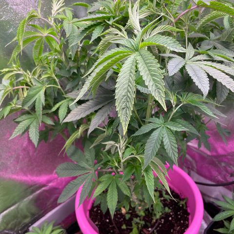 Pink Rozay growlog photo: Vor Entlaubung und nacher 
