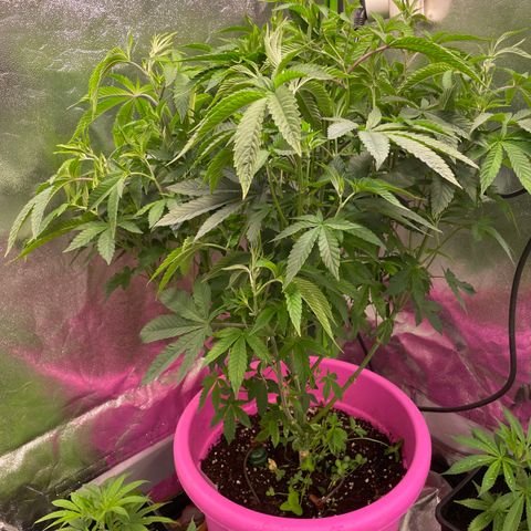 Pink Rozay growlog photo: Vor Entlaubung und nacher 