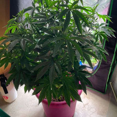 Pink Rozay growlog photo: Vor Entlaubung und nacher 