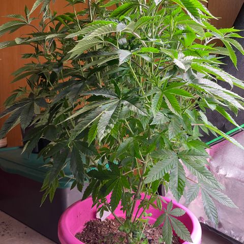 Pink Rozay growlog photo: Vor Entlaubung und nacher 